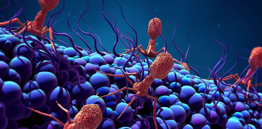 Bateriophage Attack Cell