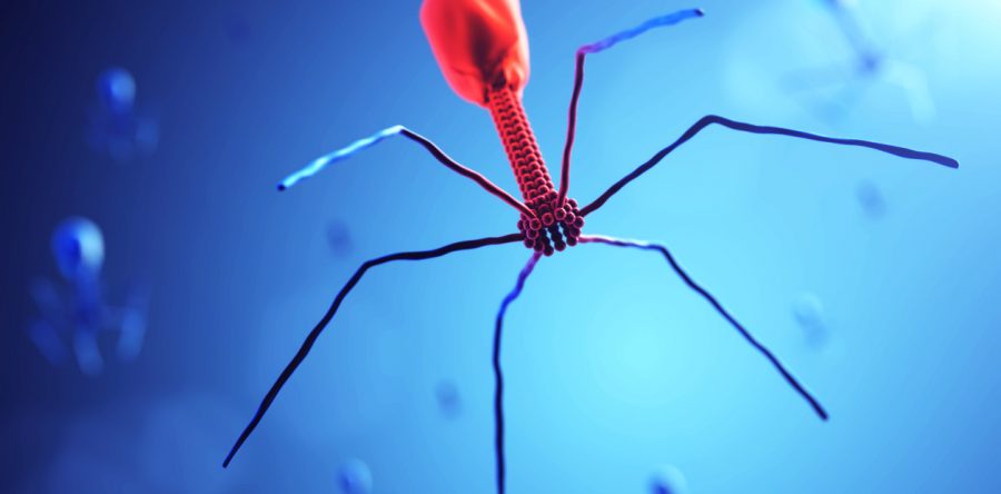 Importance of prophages to evolution and virulence of bacterial pathogens