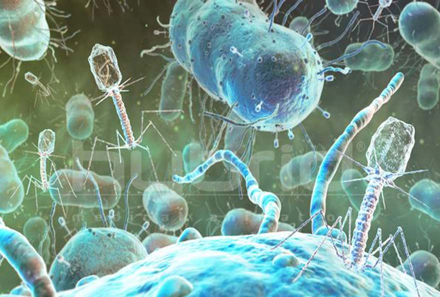 Ecogenomics of Groundwater Phages Suggests Niche Differentiation Linked to Specific Environmental Tolerance
