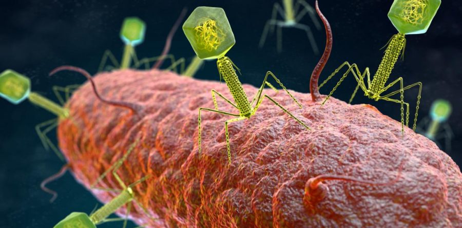 Bacteriophages a key to getting the musty smell out of tap water