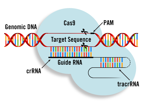 CRISPR cancer trial success paves the way for personalized treatments